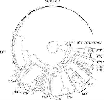 Diversity, Virulence, and Antimicrobial Resistance in Isolates From the Newly Emerging Klebsiella pneumoniae ST101 Lineage